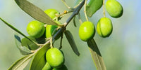 Olives on the branch