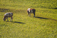 Grass-fed cattle on pasture