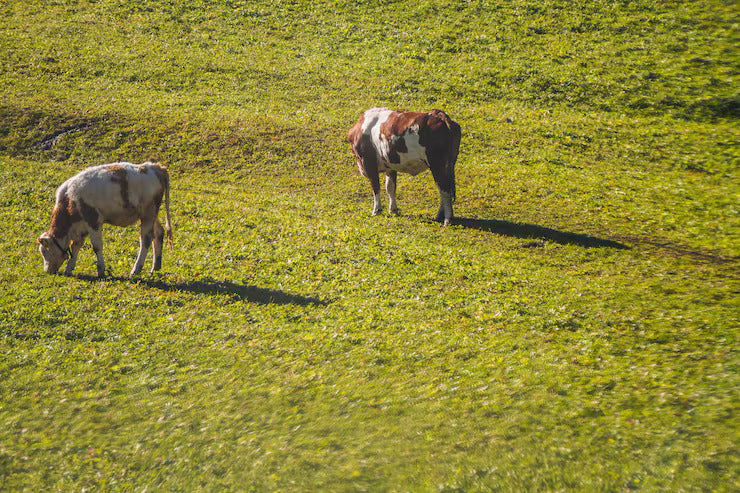 Grass-fed cattle on open grassland