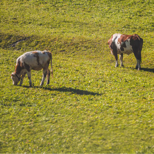 Grass-Fed Tallow